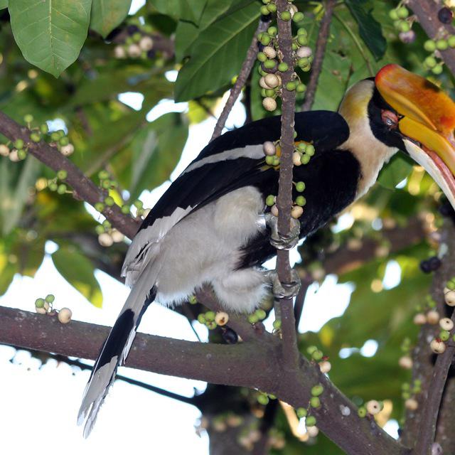 Lukisan Burung Enggang Sarawak Cikimm Com