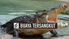 Seekor buaya muara berukuran lebih dari dua meter terjerat jaring milik seorang nelayan. Insiden ini terjadi di Desa Sei Ijum Raya, Kecamatan Mentaya Hilir Selatan, Kabupatern Kotawaringin Timur, Kalimantan Tengah.