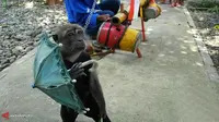 Jakarta Animal Aid: Topeng Monyet Bisnis yang Kejam