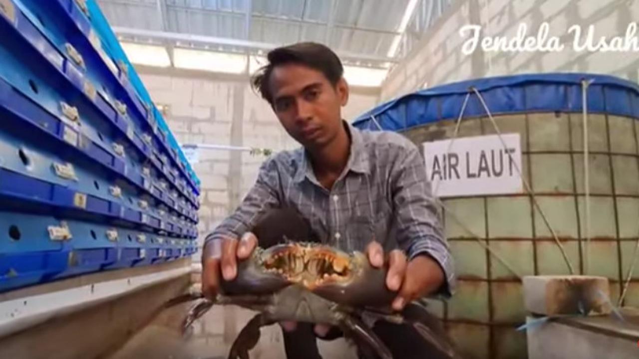 Dulu Kerja di Kantor Pajak, Pria Ini Sukses Usaha Kepiting di Kampung Halaman