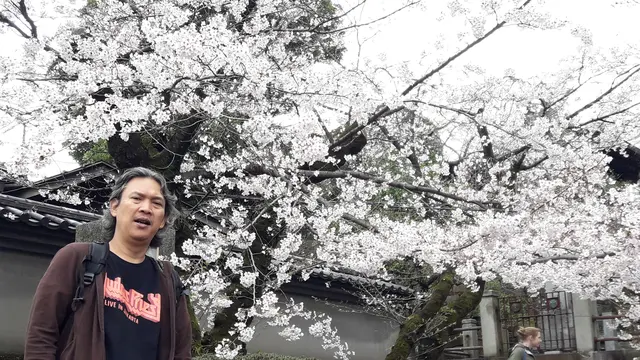 Sakura di Jepang (Liputan6.com/Edu Krisnadefa)