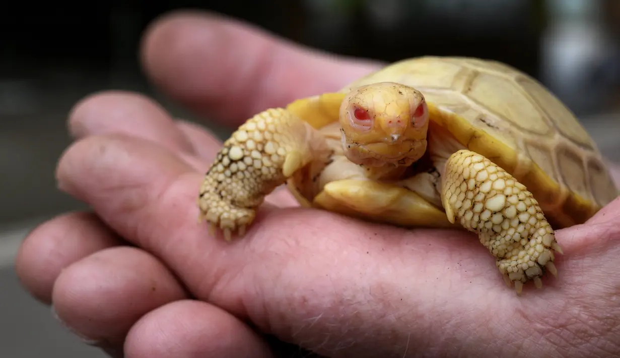 Gambar pada 3 Juni 2022 menunjukkan bayi kura-kura raksasa Galapagos albino yang unik, lahir pada 1 Mei lalu, di Tropicarium of Servion, Swiss barat. Pemilik Tropicarium of Servion mengatakan dia yakin umur kura-kura albino akan terbatas pada beberapa minggu di alam liar tetapi berharap makhluk itu, yang jenis kelaminnya masih belum diketahui, akan berumur panjang. (FABRICE COFFRINI/AFP)