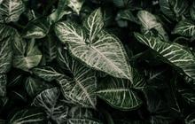 6 Tanaman Hias dengan Daun Berbentuk Panah yang Tampil Eksotis