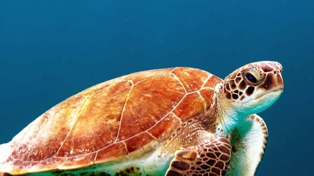 Kelompok Testudines mencakup berbagai spesies hewan yang tubuhnya dikelilingi oleh cangkang yang menyatu dengan tulang rusuk dan tulang belakangnya. Kata “kura-kura” mengacu kepada semua hewan yang ada dalam ordo tersebut.