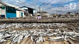 Aktivitas nelayan saat menjemur ikan asin di Muara Angke, Jakarta, Minggu (8/11/2020). Saat ini, nelayan terpaksa menurunkan harga jual ikan asin menjadi Rp 25 ribu per kilogram. (merdeka.com/Iqbal Septian Nugroho)