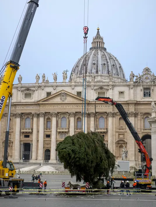 Sebuah derek mengangkat pohon cemara berusia 113 tahun dan setinggi 28 meter di Lapangan Santo Petrus, untuk dijadikan pohon Natal, di Vatikan, Selasa (23/11/2021). Hadiah dari kota Andalo di timur laut Italia itu akan menyala pada 10 Desember mendatang. (AP Photo/Andrew Medichini)