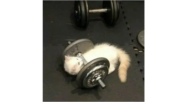 8 Potret Aksi Hewan Meniru Kegiatan Manusia, Nongkrong Bareng Sampai Nge-Gym
