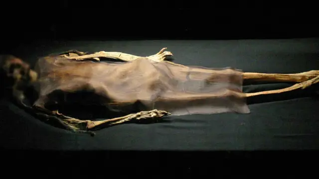 Mumi Lady of Cao ditemukan di Peru. (Wiese Foundation)