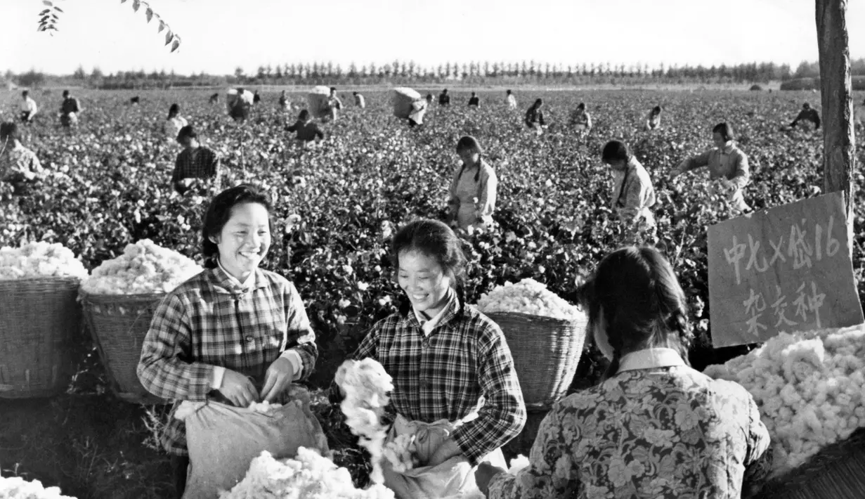 Petani wanita memetik kapas dari ladang di provinsi Henan China tengah pada 11 November 1977. (AFP Photo/ Hsinhua News Agency)