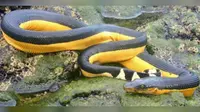Hati-hati, Ular Langka dan Berbisa Ini Berkeliaran di Laut