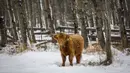 Sapi dataran tinggi merumput saat salju turun dekat Cremona di Alberta, Canada, Minggu (18/10/2020). Suhu yang sangat dingin diperkirakan akan terus berlanjut dengan lebih banyak salju di beberapa bagian Alberta minggu ini. (Jeff McIntosh/The Canadian Press via AP)