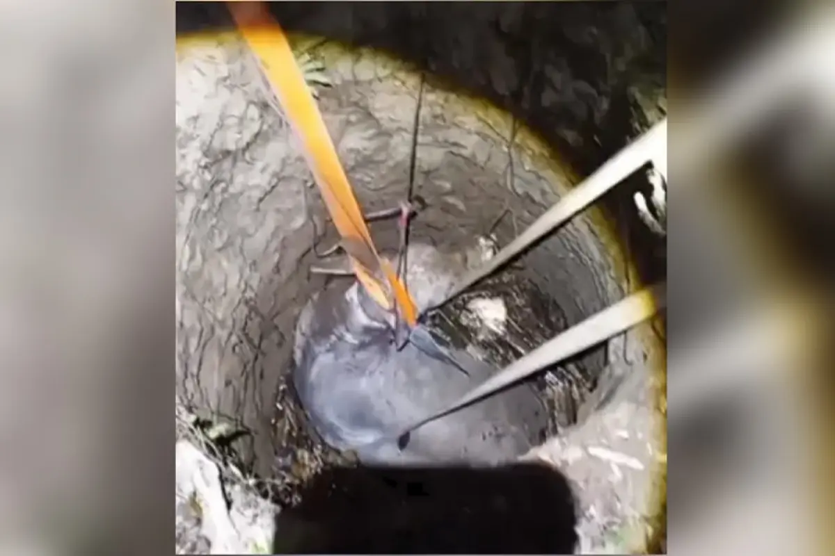 Detik-detik Evakuasi Sapi 500 Kg Jatuh ke Sumur 6 Meter di Sukabumi