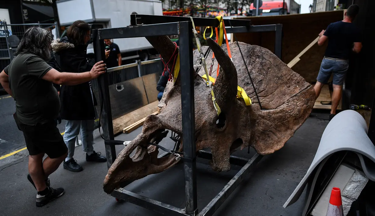 Kerangka dinosaurus triceratops saat dibawa ke galeri untuk dipamerkan menjelang lelang di Paris pada 31 Agustus 2021. "Big John" adalah contoh dinosaurus jenis triceratops terbesar yang pernah hidup, berusia 66 juta tahun dengan kerangkanya sendiri sekitar delapan meter (Christophe ARCHAMBAULT/AFP)