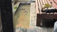 Kisah Coki, Buaya 2 Meter yang Dipelihara di Teras Rumah