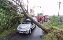 BPBD Kediri Tangani Pohon Tumbang Usai Hujan Angin, Mobil dan Warung Terdampak