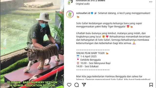Punya Penghuni Baru 3 Bayi Harimau, Solo Safari Gelar Sesi Menyusui dan Edukasi di Libur Lebaran. foto: (dok.Instagram @solosafari.id/https://www.instagram.com/p/DH6DUSEzbjf/Henry)
