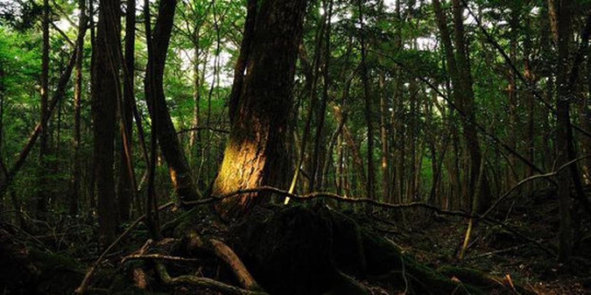 Hutan Aokigahara - Gunung Fuji, Jepang