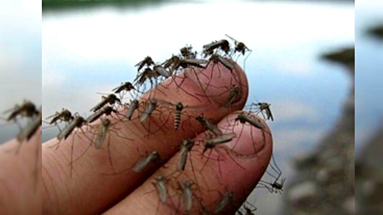 'Zika' virus Inevitably Spreads to America Causing Birth Defects