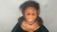 Selam adalah 'nenek moyang manusia', hominin jenis Australopithecus afarensis (National Museum Addis Ababa)