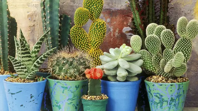 3 Cara Merawat Tanaman Hias Agar Tetap Hidup