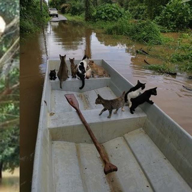 Viral Pria Selamatkan Kucing Terjebak Banjir Aksinya Tuai Pujian Hot Liputan6 Com