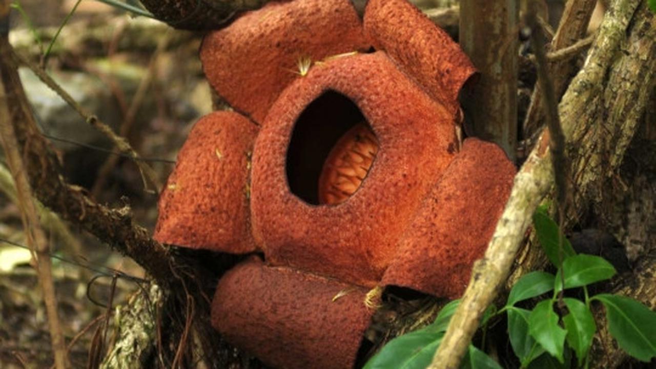 Melihat Rafflesia Patma yang langka tumbuh mekar di Kebun Raya Bogor