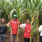 Area Manajer Jawa Barat Raja Heldiyana bersama Bambang Heryanto, Area Manajer Jawa Tengah, dan para petani jagung, sebelum panen raya jagung varietas R7 di Kecamatan Pasirwangi, Garut, Jawa Barat. (Liputan6.com/Jayadi Supriadin)