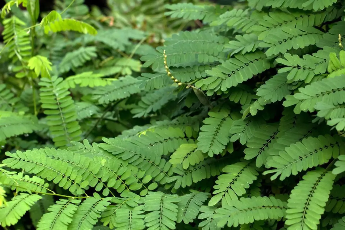 Daun Saga