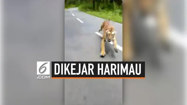 Detik-detik menegangkan pengendara motor dikejar seekor harimau ketika melintasi jalan di Taman Nasional Nagarahole, India Selatan.