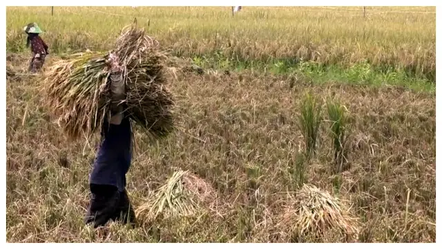 Petani Indramayu Terancam Tak Dapat Pupuk Subsidi, Ini Penyebabnya