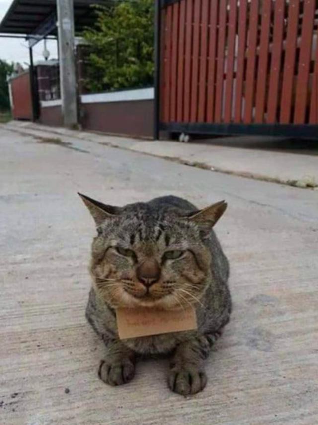 3 Hari Tak Pulang, Kucing Ini Kembali ke Rumah Pemilik dengan Tagihan Utang