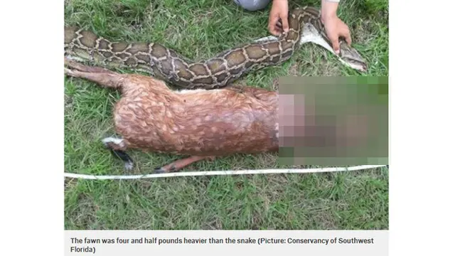 Detik-Detik Ular Piton Muntahkan Rusa Seberat 16 Kg yang Dimangsanya