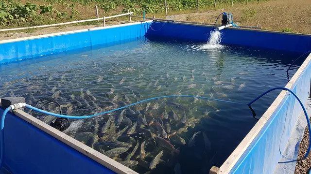 Cara Budidaya Ikan Mujair di Kolam Terpal