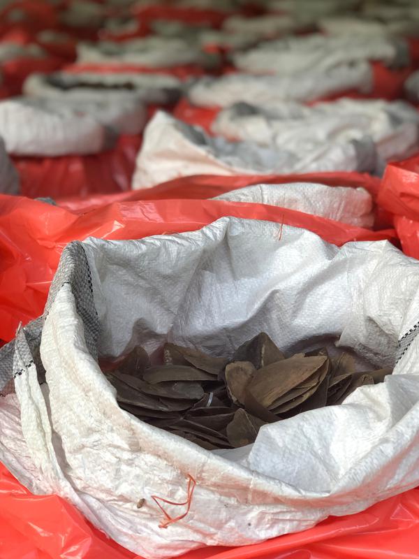 Gambar yang dirilis Badan Taman Nasional pada 23 Juli 2019 menunjukkan karung-karung berisi kulit trenggiling yang disita di Singapura. Sebanyak 11,9 ton kulit trenggiling yang ditaksir bernilai Rp 500 miliar itu diyakini diambil dari 2.000 ekor trenggiling. (Handout/National Parks Board/AFP)