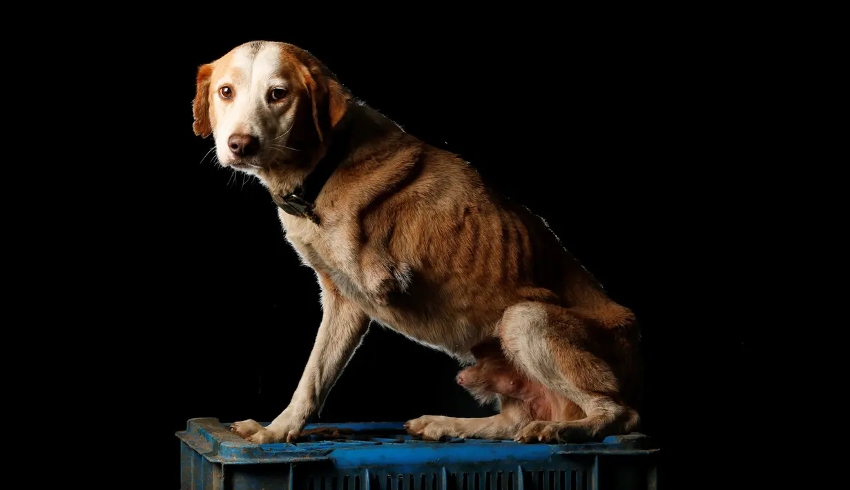 Atro difoto dengan kondisi kaki cacat di pusat penampungan anjing Famproa di Los Teques, Venezuela, 18 Agustus 2016. Beberapa tahun lalu, seseorang meninggalkan dia di luar penampungan setelah ditabrak mobil. (REUTERS/Carlos Garcia Rawlins)