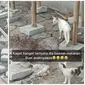 Viral Aksi Kucing Antar Makan untuk Anaknya Bikin Haru. (Sumber: TikTok/@olin_property_)