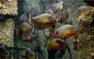 ikan piranha (pixabay)