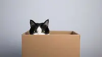 Ilustrasi kucing di kotak kardus.