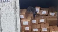 Terperangkap Dalam Kontainer 3 Minggu, Kucing Ini Bertahan Hidup dengan Makan Permen