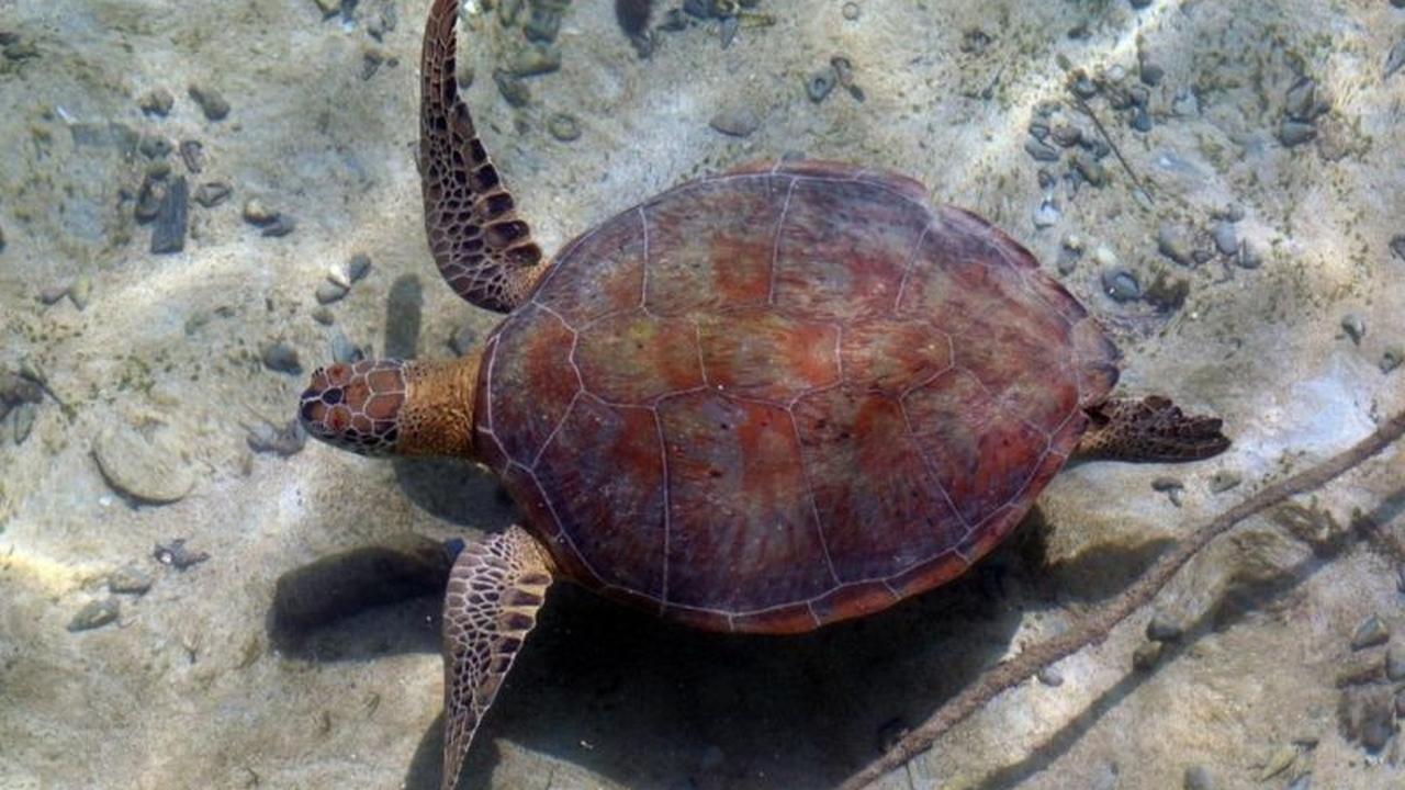 Kaltim Perkuat Konservasi Penyu Hijau di Kepulauan Derawan Melalui Kolaborasi Lintas Sektor