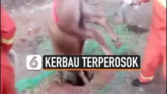 kerbau terperosok
