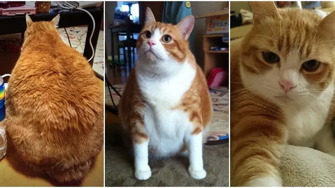 Photo copyright Rocketnews24.com