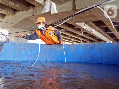 Petugas membersihkan kolam lele di Kolong Tol Becakayu, Kalimalang, Jakarta Timur, Selasa (2/2/2021). Sejumlah Petugas Prasarana dan Sarana Umum (PPSU) bersama warga memanfaatkan lahan kosong di Kolong Tol Becakayu untuk dijadikan lokasi budidaya lele. (Liputan6.com/Herman Zakharia)