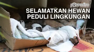 Beberapa warga daerah Tebet, Jakarta Selatan bersama-sama memberikan pertolongan untuk sang induk anjing yang terabaikan oleh pemiliknya. Induk tersebut baru beberapa hari melahirkan dan membutuhkan segera pertolongan. Doni Herdaru mencoba memaksimal...