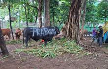 Prabowo Potong 38 Sapi Kurban di Hambalang