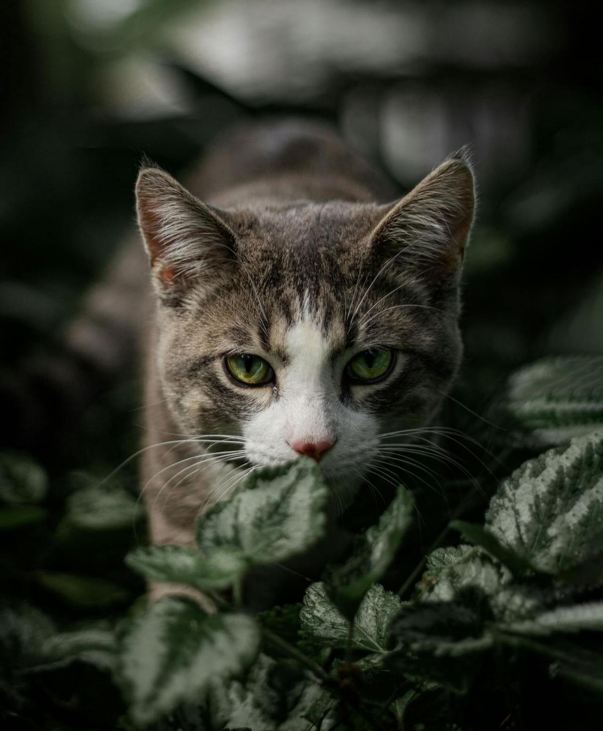 Kucing Berburu