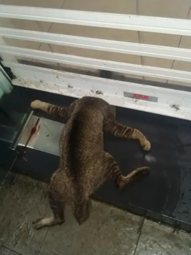Menyayat Hati, Viral Foto Kucing Mati Mengenaskan Sengaja Dijepit di Pintu ATM