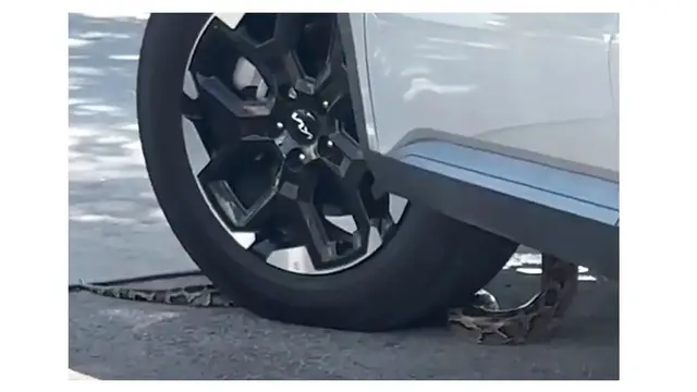 Penampakan Ular Menyelinap Masuk Mobil saat Antre Drive-Thru, Bikin Histeris