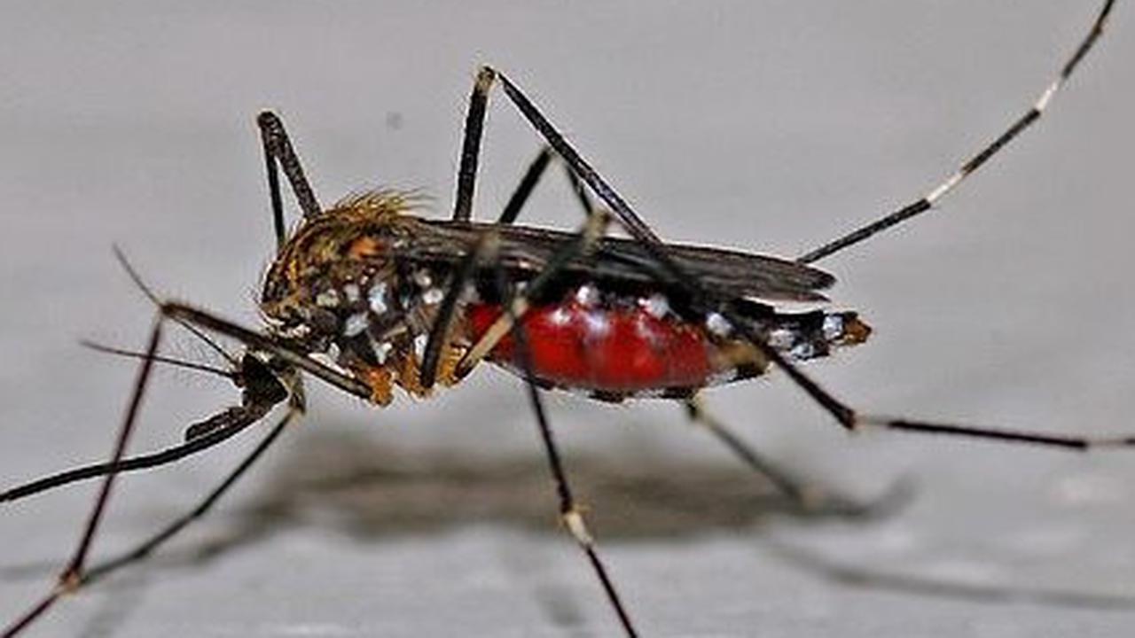 Penyebab Virus Oropouche dan Cara Pencegahannya, Perlu Diketahui