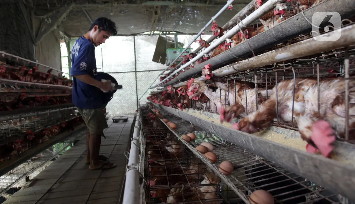 Perternak memeriksa telur ayam di perternakan kawasan Telaga Kahuripan, Bogor, Jawa Barat, Rabu (3/11/2021). Untuk saat ini, harga telur ayam di tingkat peternak rakyat masih saja rendah. (merdeka.com/Arie Basuki)